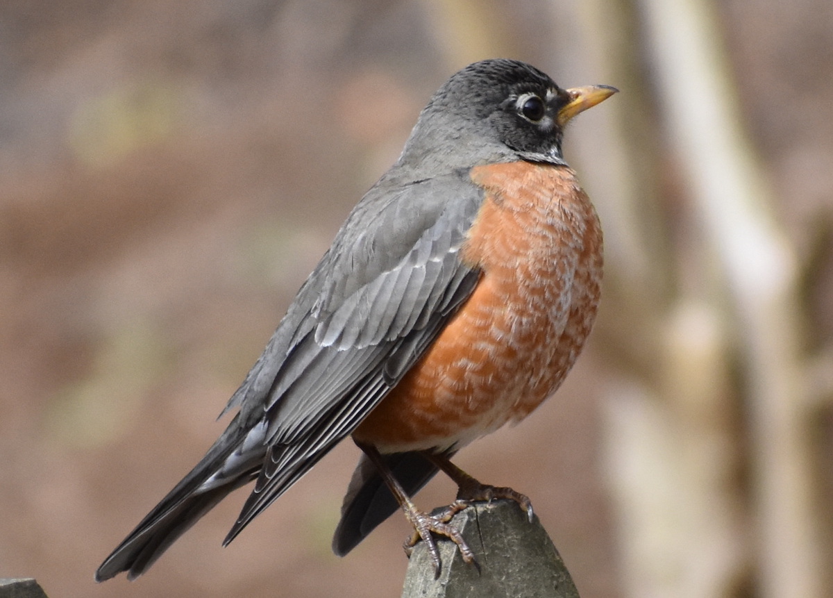 American Robin