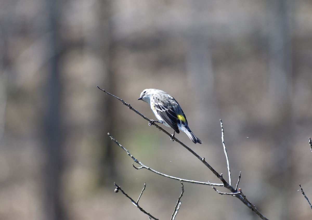 Yellow Rump Warbler