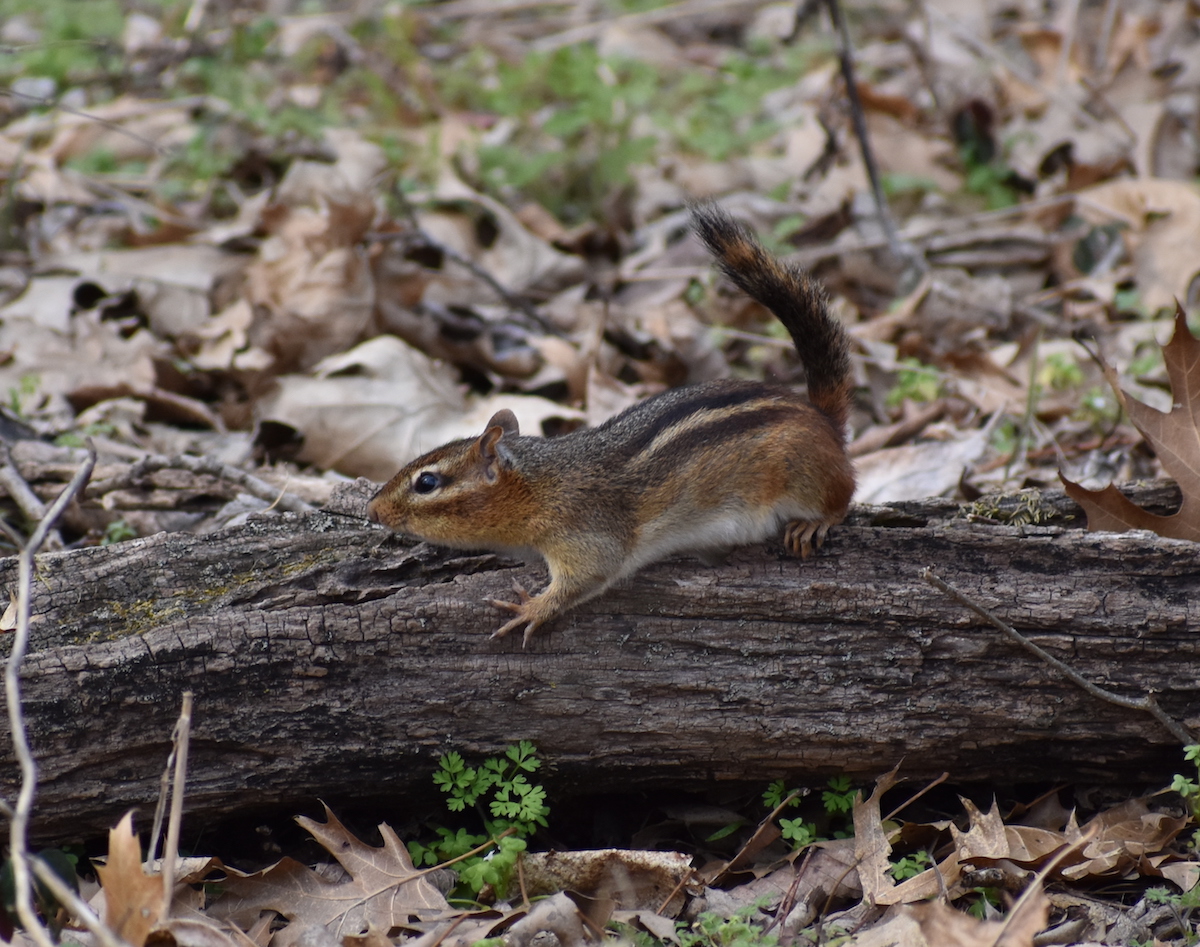 Eastern Chipmunk