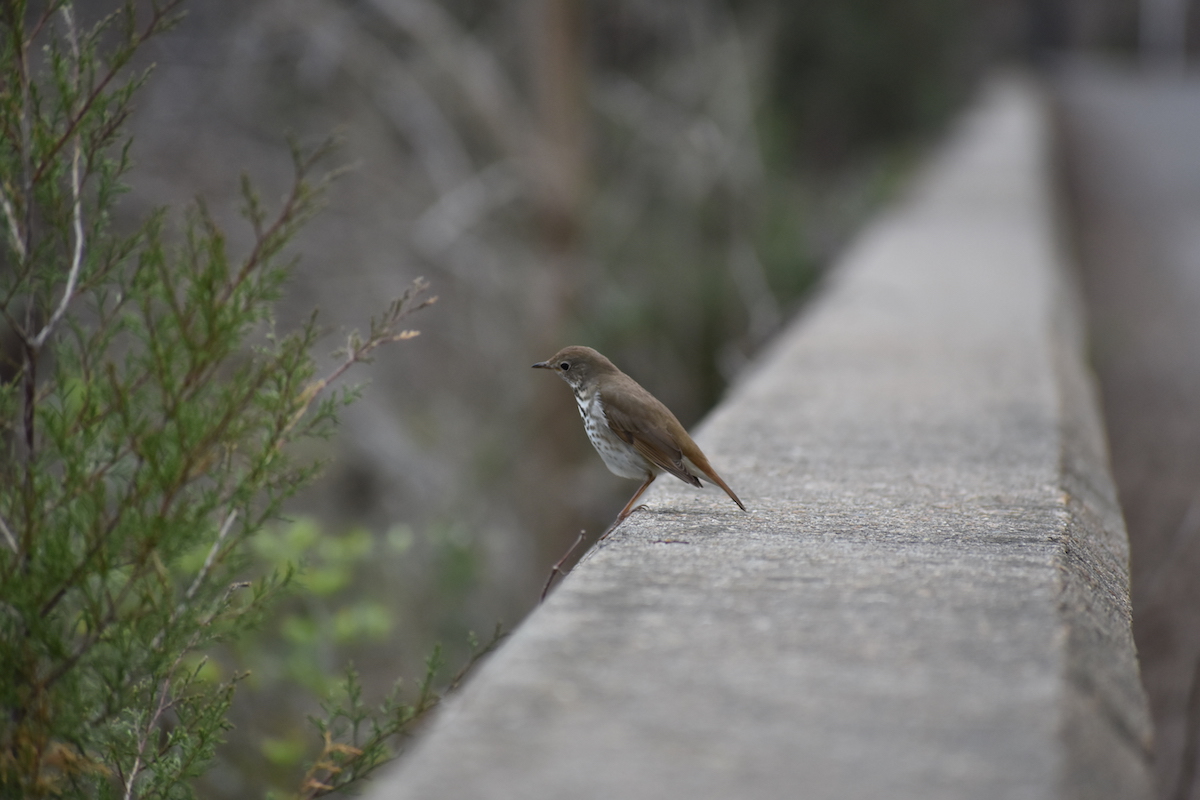 Hermit Thrush