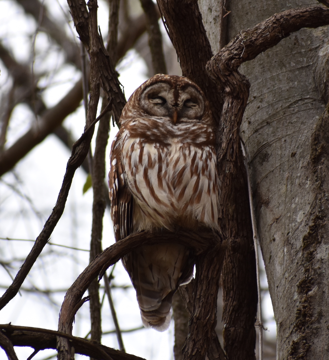 Barred Owl