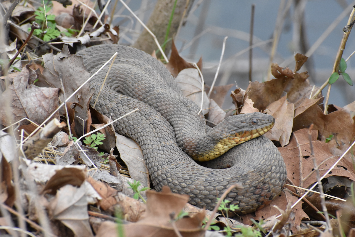 Midland Water Snake