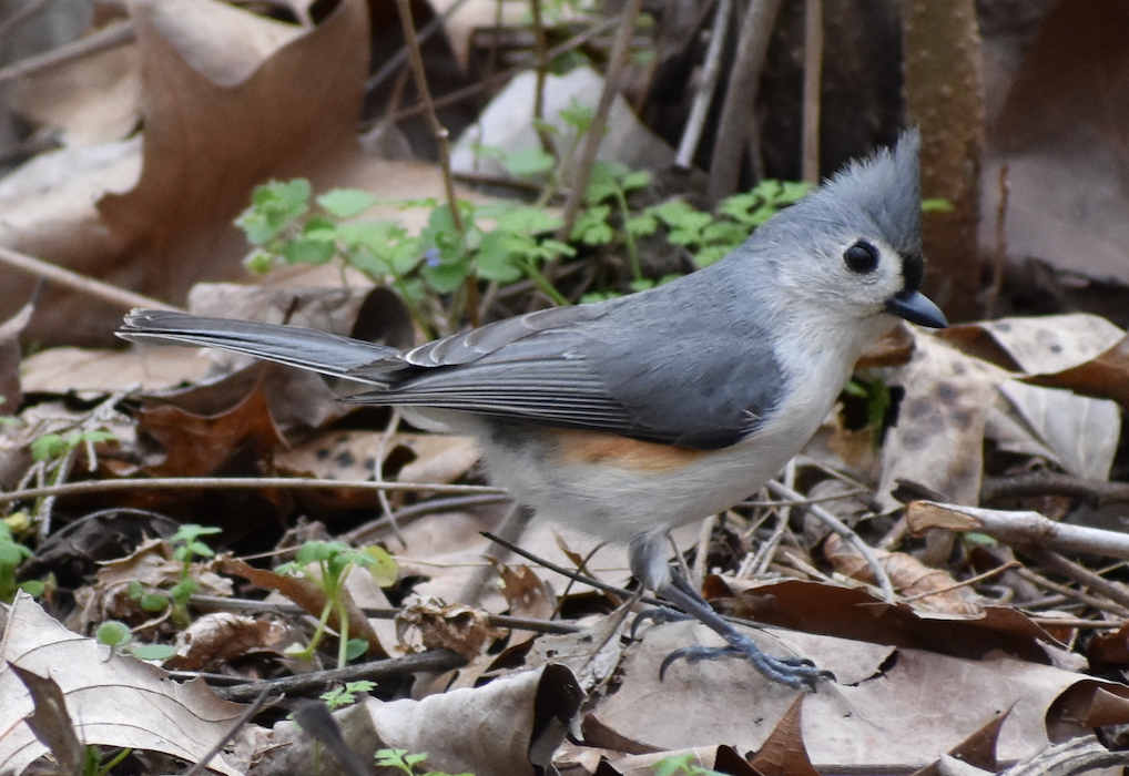 Tufted Titmouse
