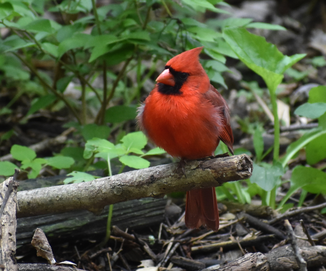 Northern Cardinal