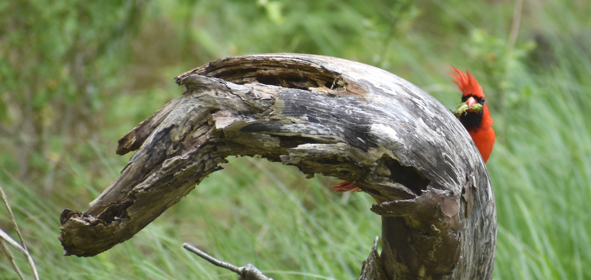 Northern Cardinal 2