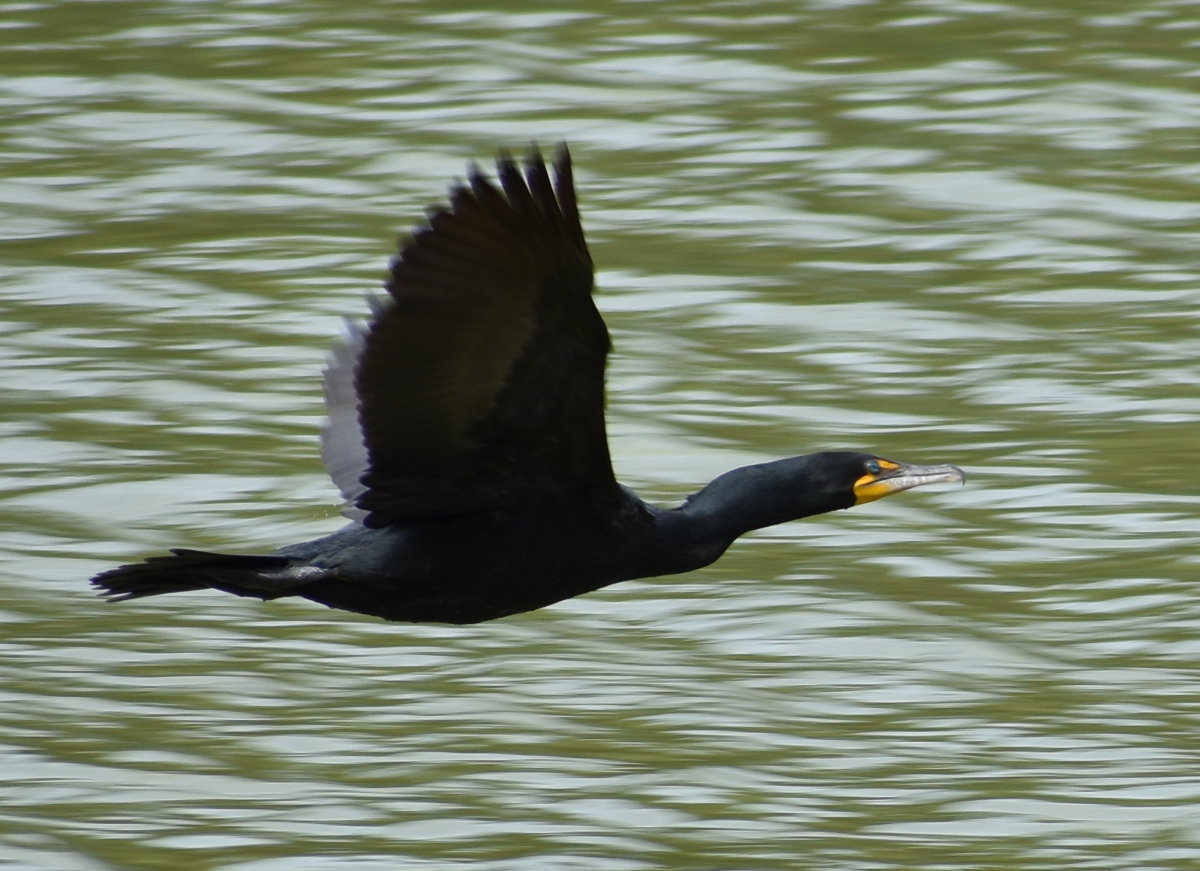 Double Crested Cormorant
