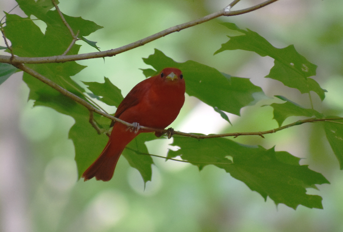 Summer Tanager
