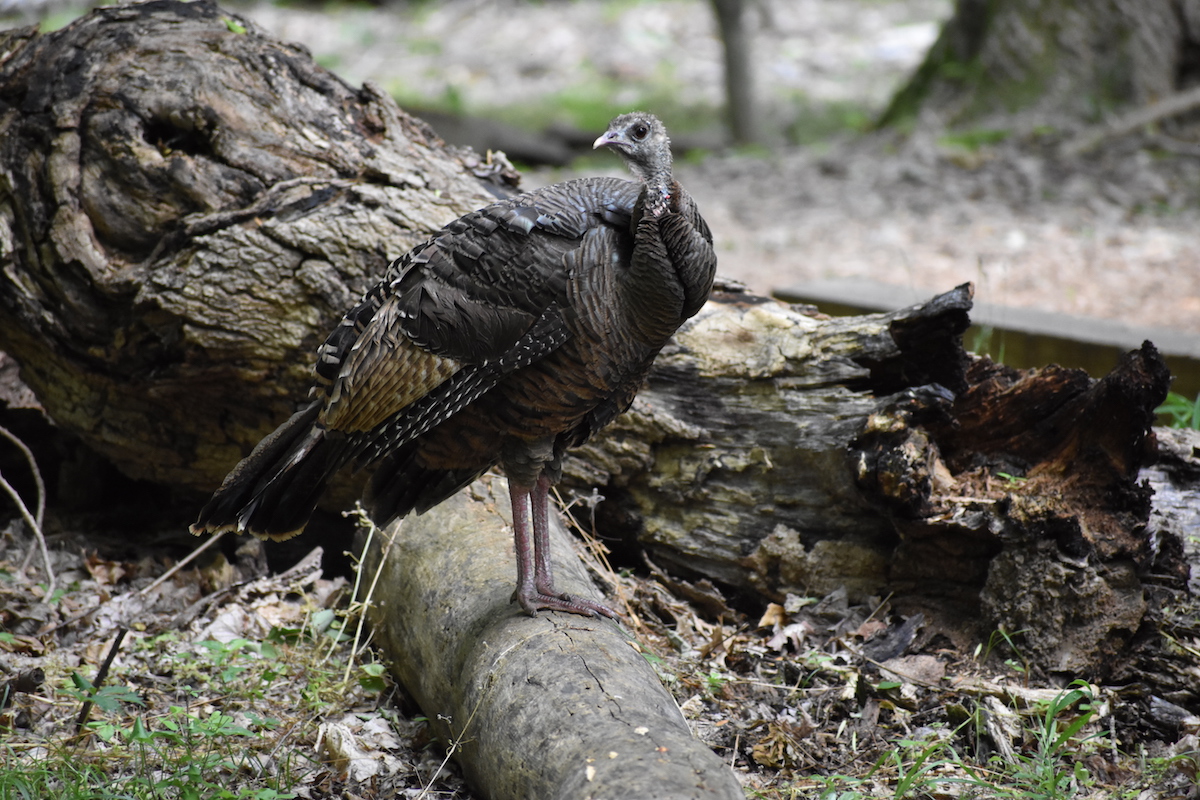 Wild Turkey