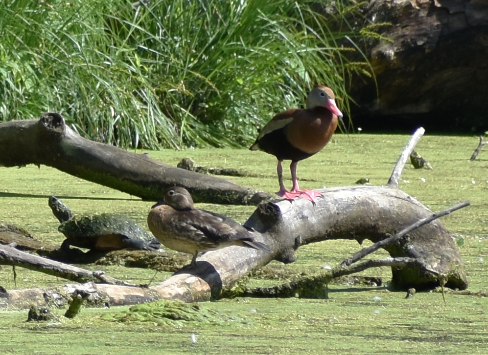Black Bellied Whistling Duck