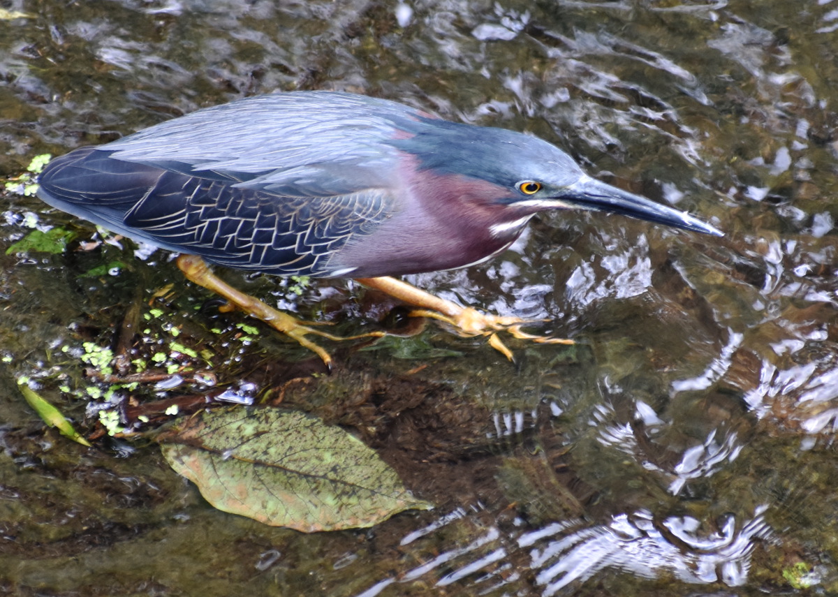 Green Heron