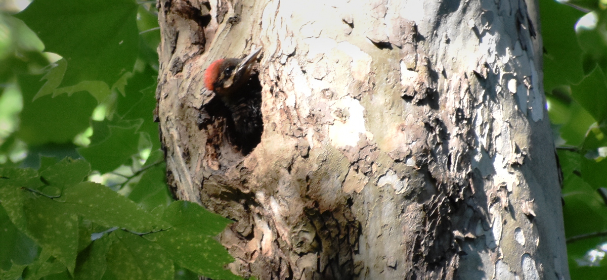 Pileated Woodpecker