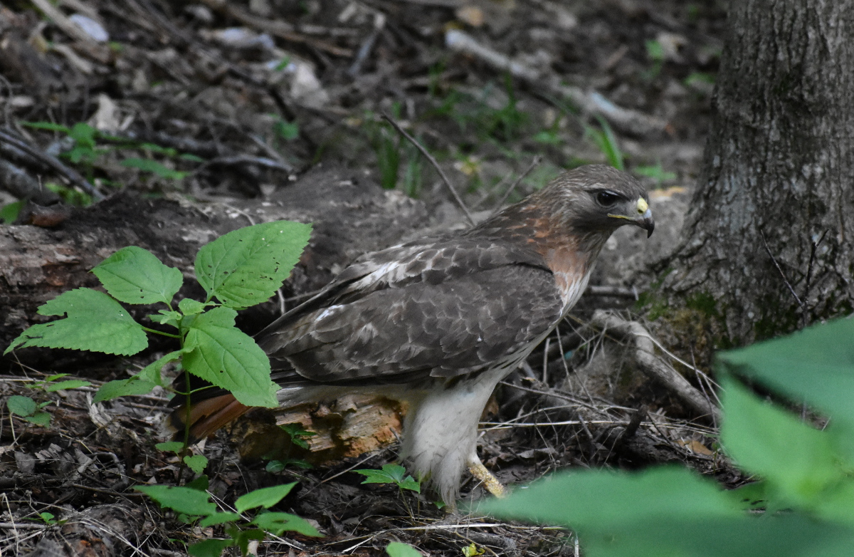 Red Tailed Hawk