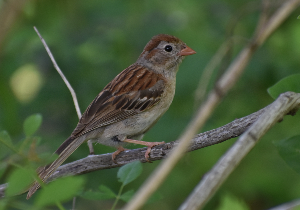 Field Sparrow