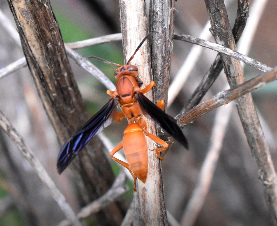 Polistes carolina or perplexus