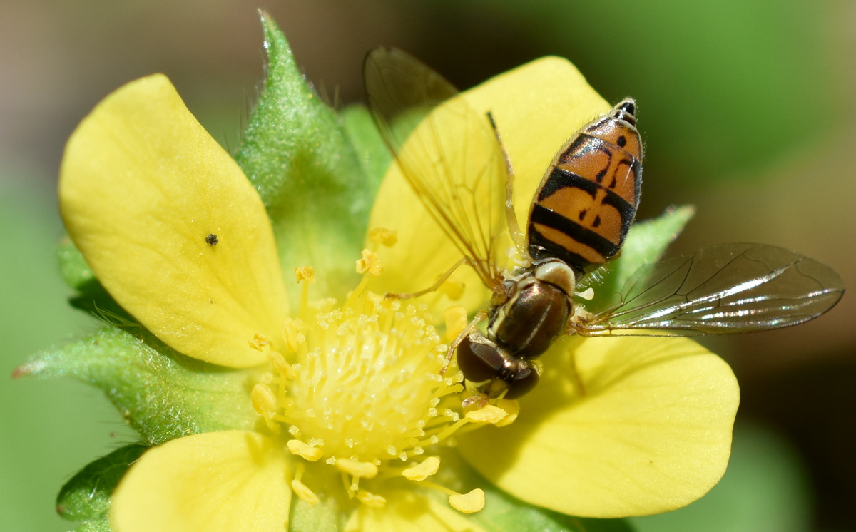 Hoverfly