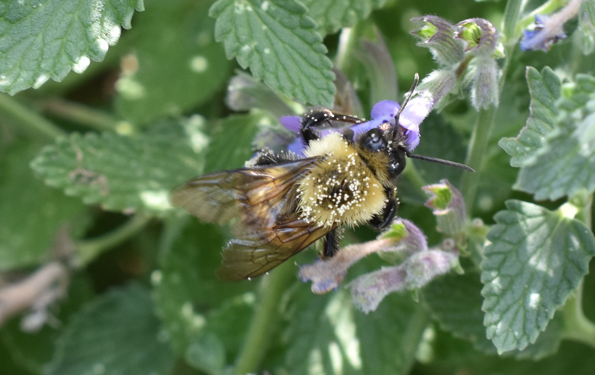 Unidentified Bumblebee