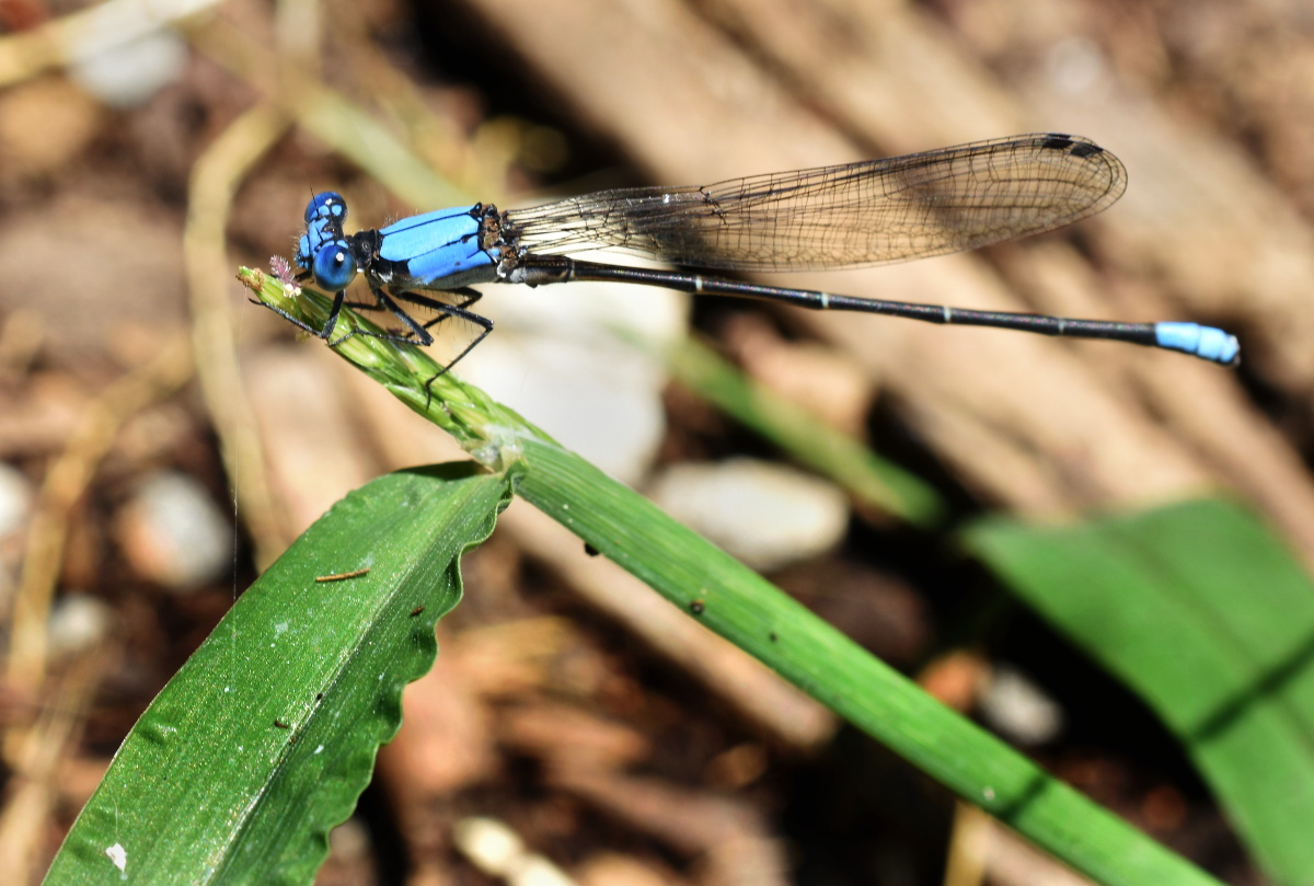 Blue Fronted Dancer