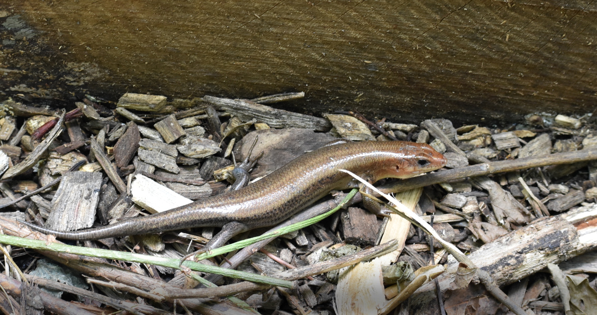 Broad Headed Skink