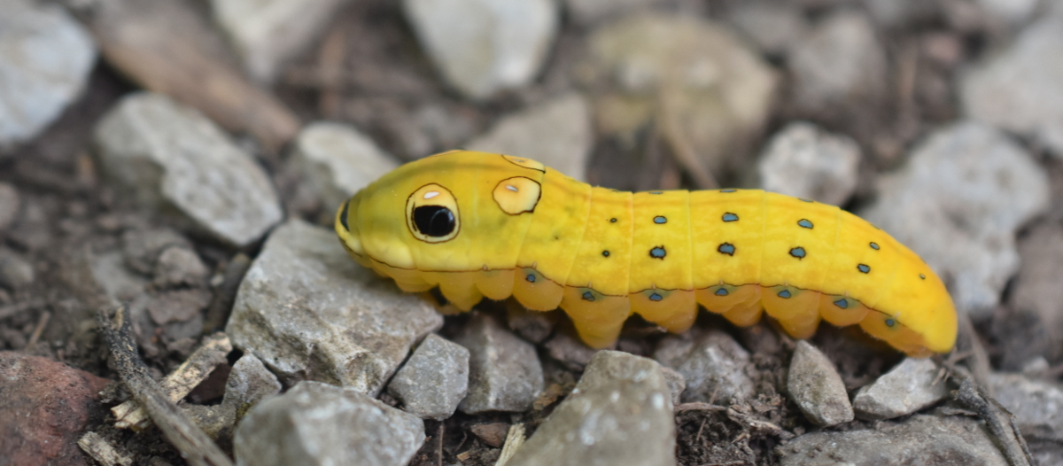 Spicebush Swallowtail