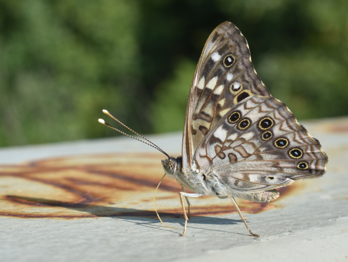Unidentified Butterfly