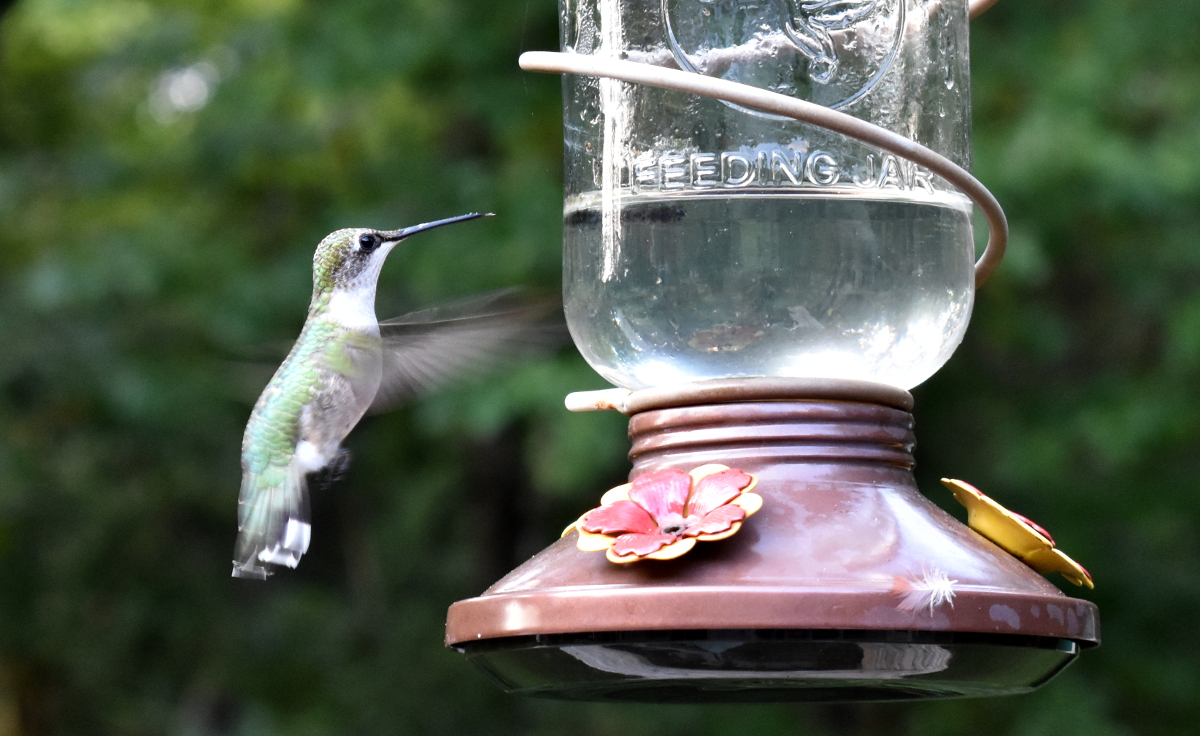 Ruby Throated Hummingbird