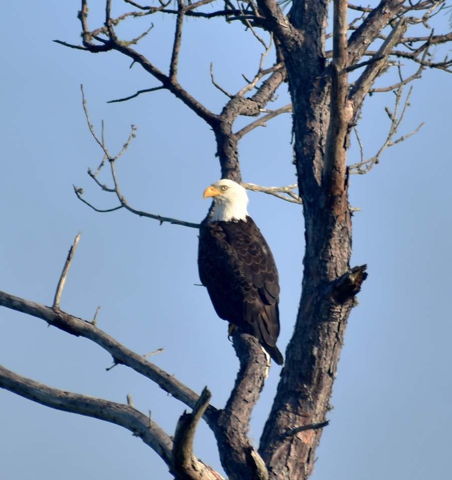 Bald Eagle