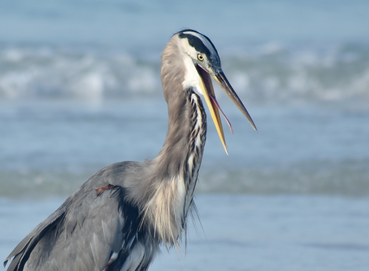 Great Blue Heron