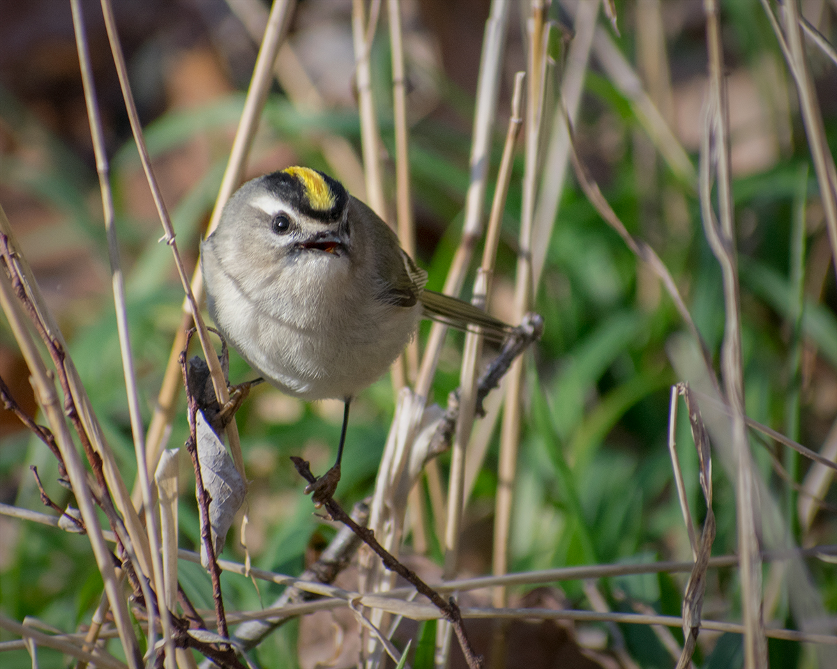 Golden Crowned Kinglet