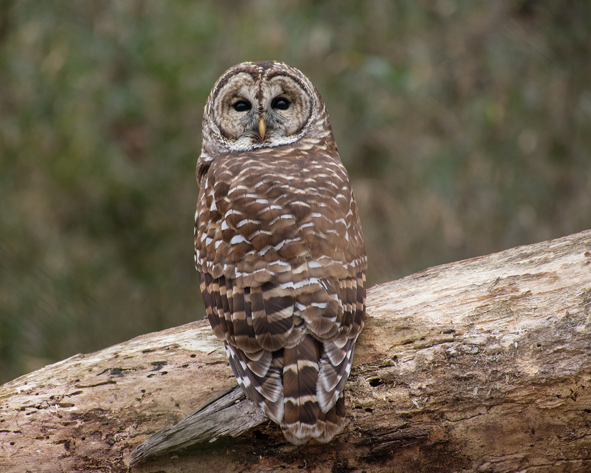 Barred Owl