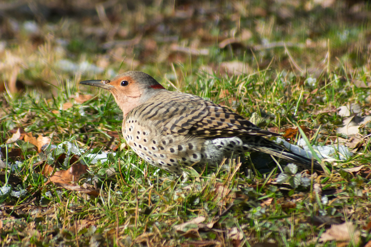 Northern Flicker