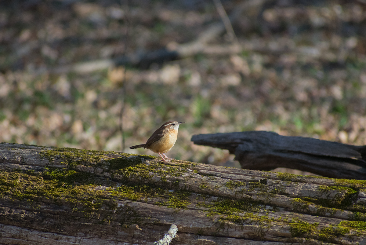 Carolina Wren