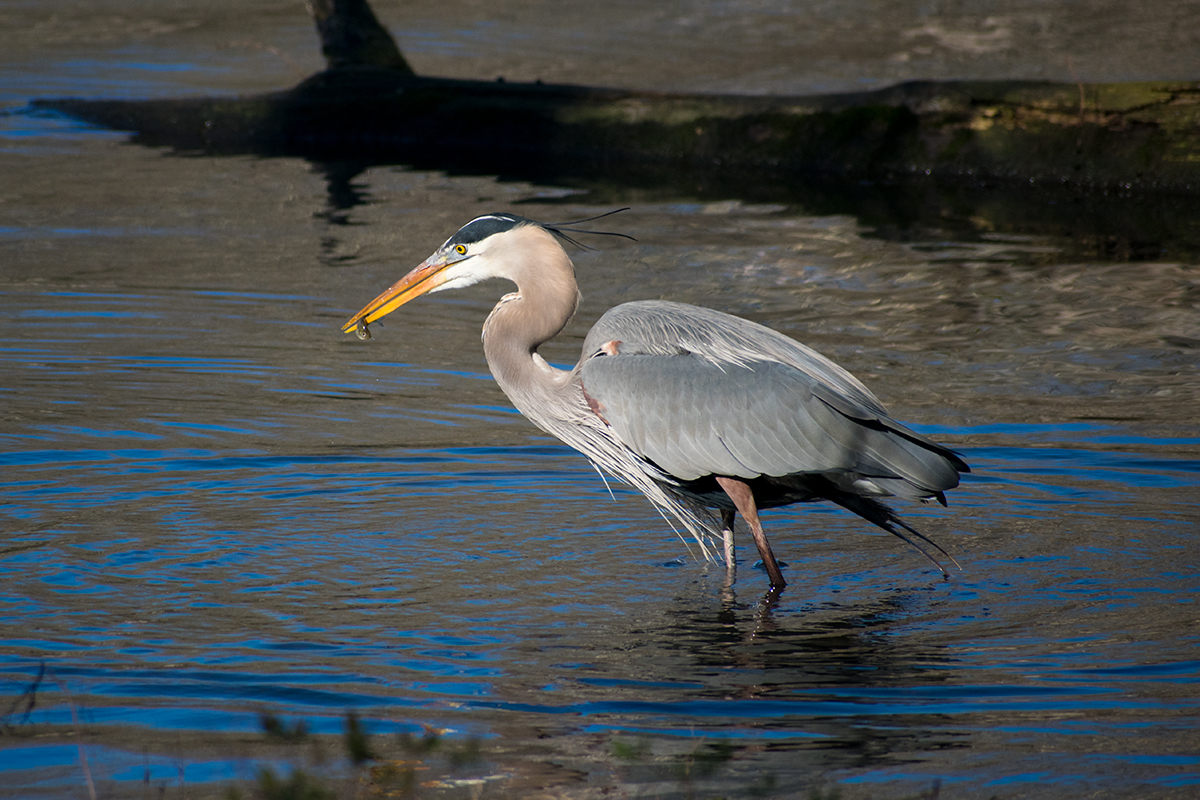Great Blue Heron
