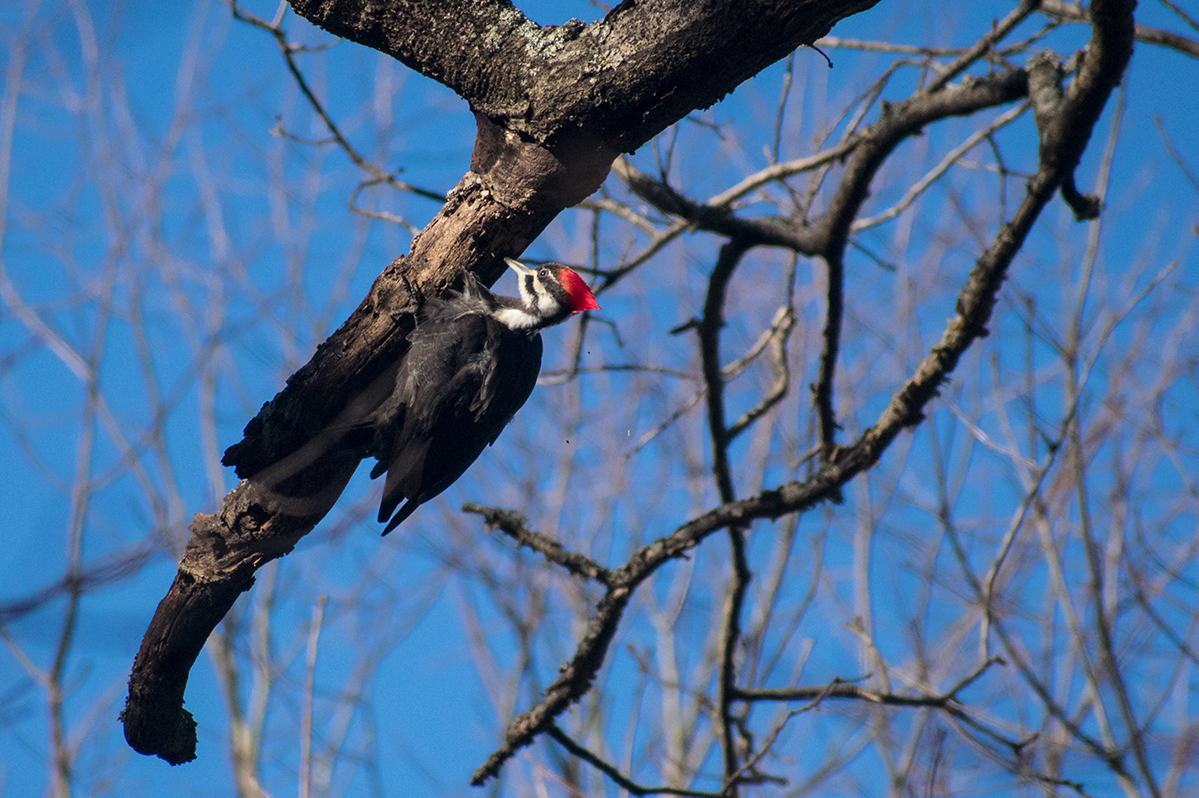 Pileated Woodpecker