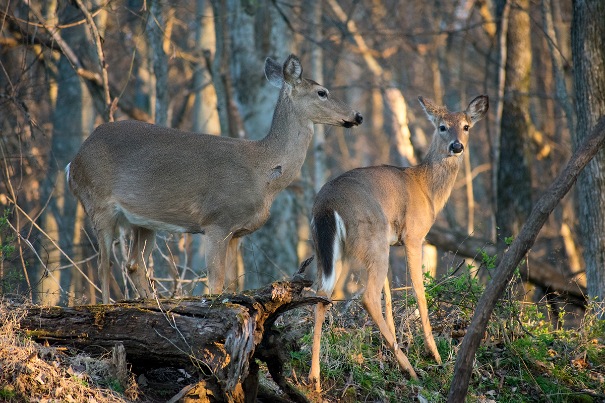 White-Tailed Deer