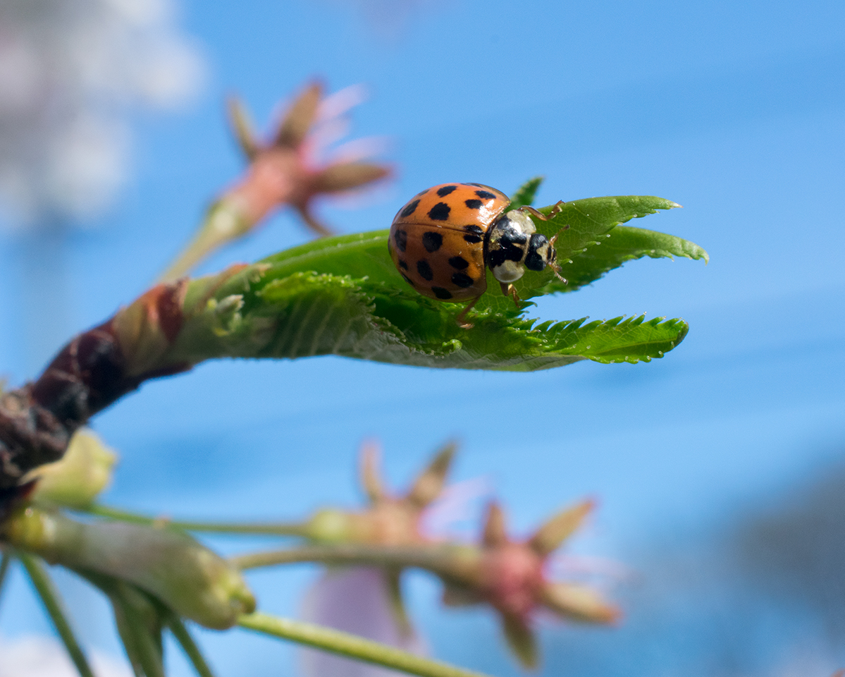 Ladybird Beetle