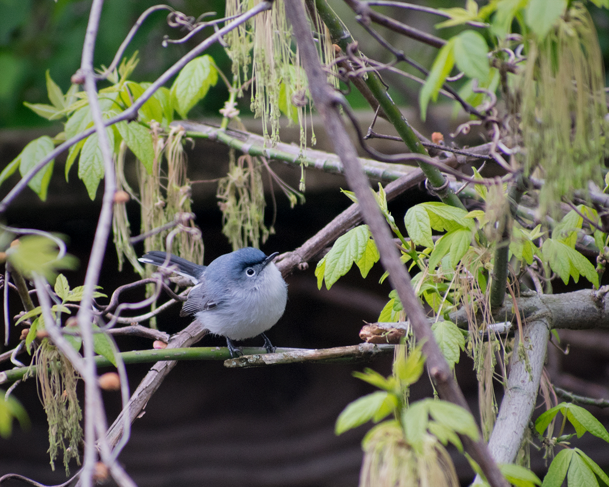 Blue-Gray Gnatcatcher