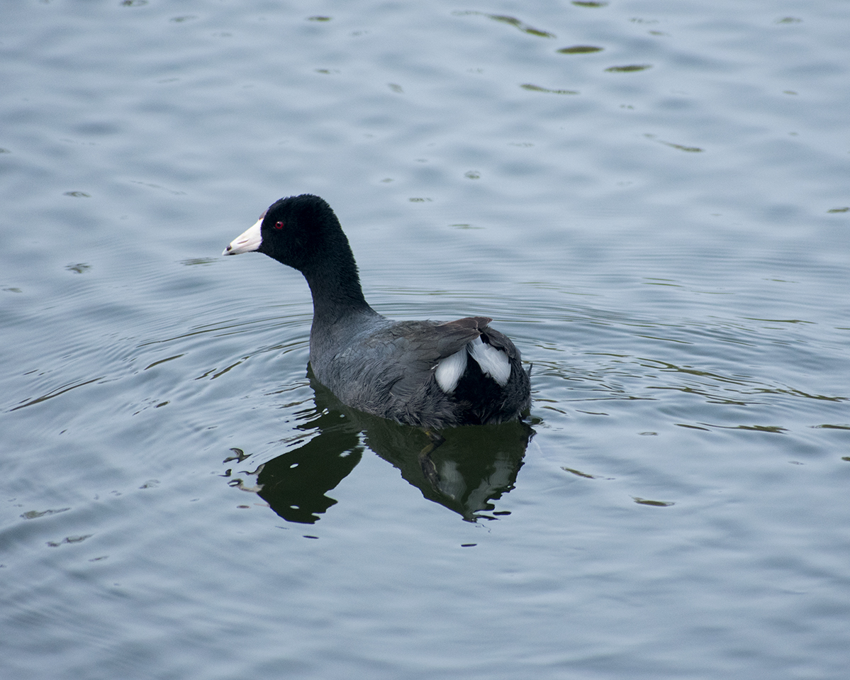 American Coot
