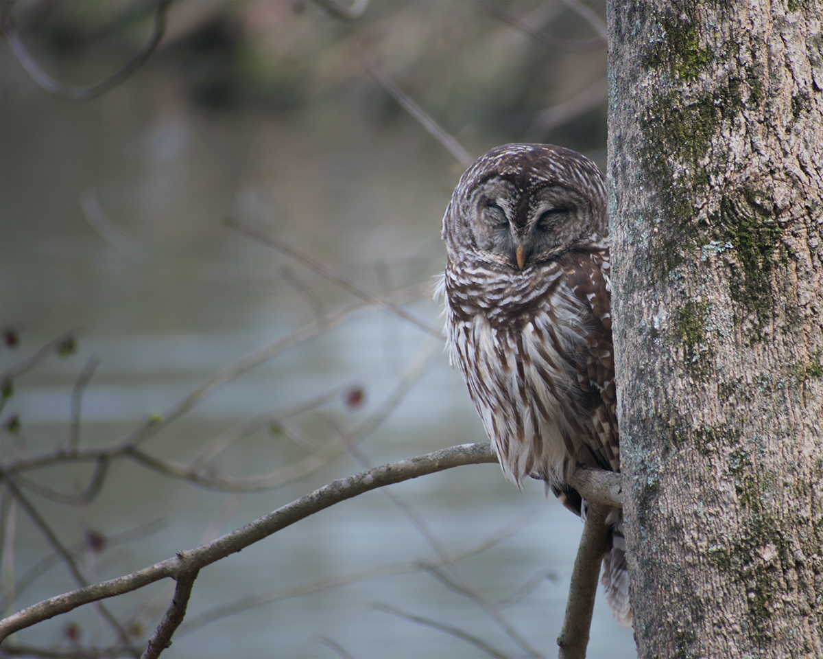 Barred Owl