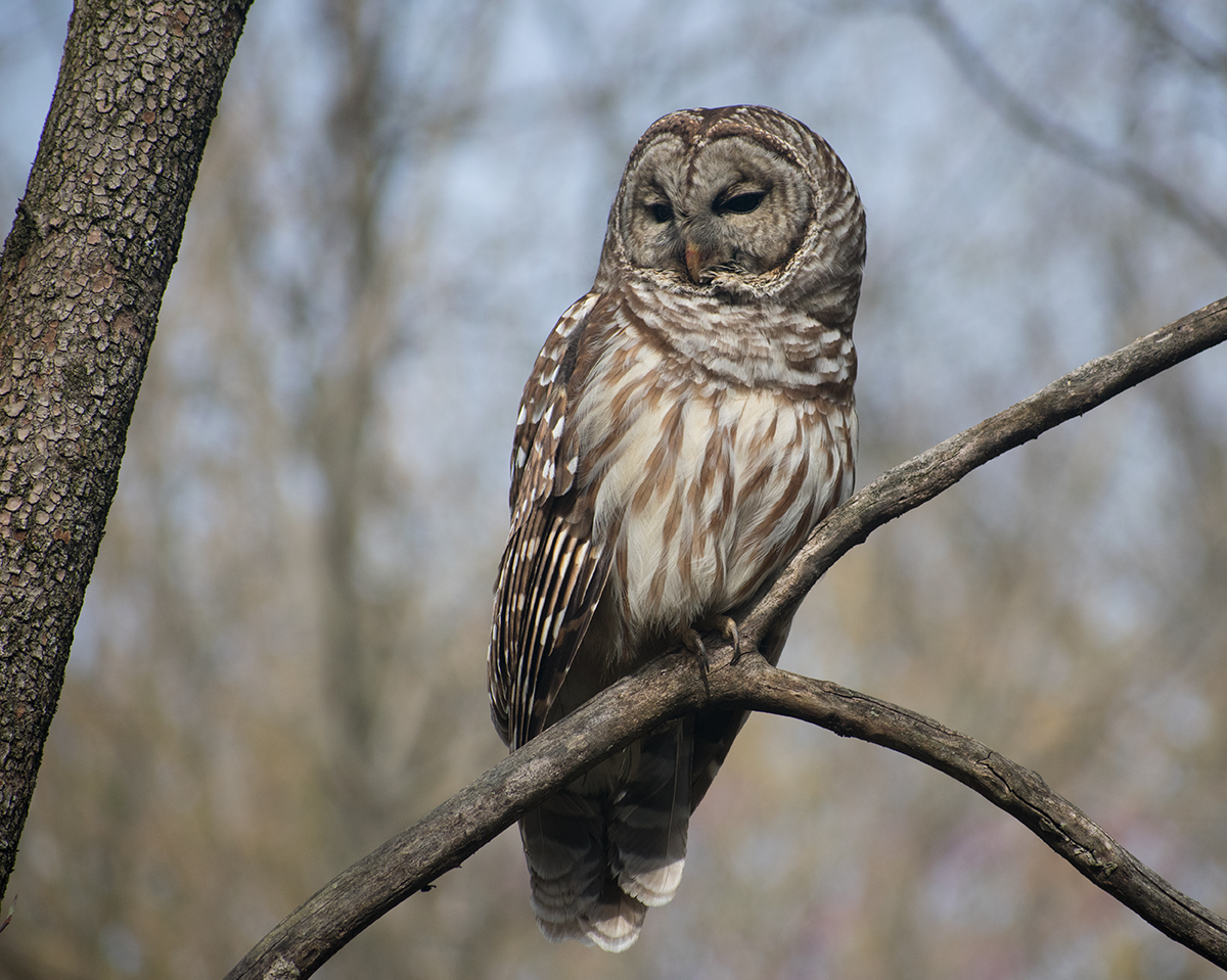 Barred Owl