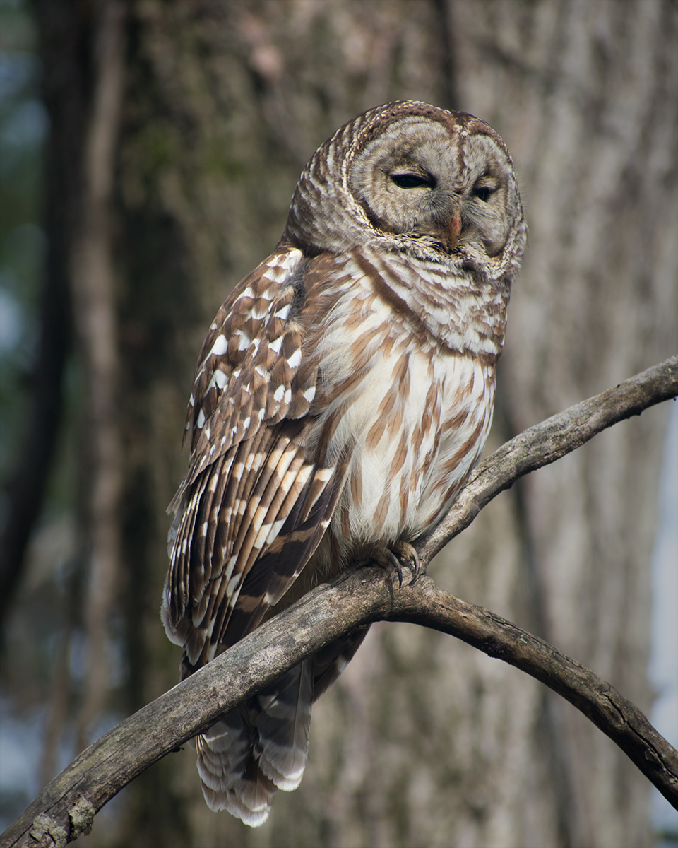 Barred Owl