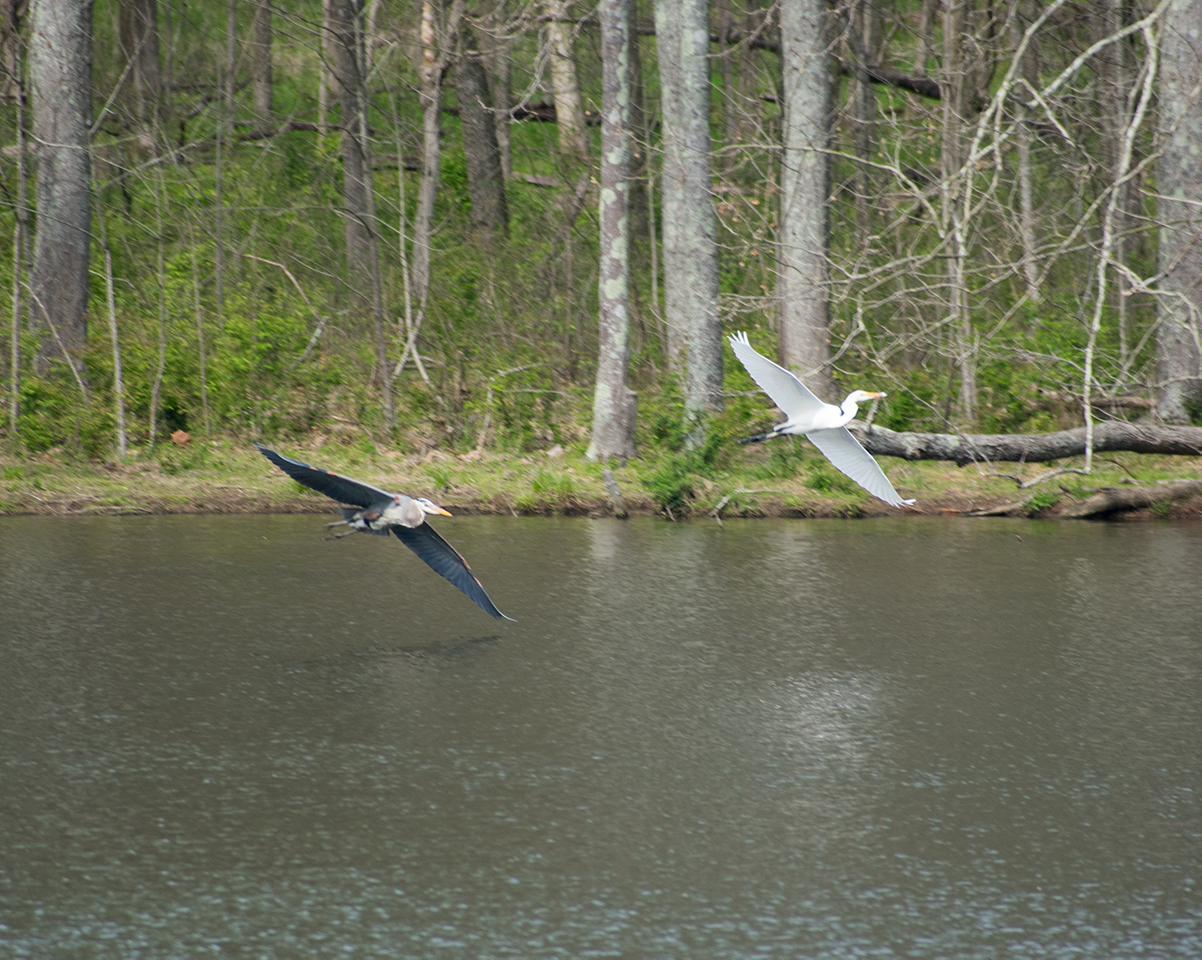 Great Blue Heron and Great Egret