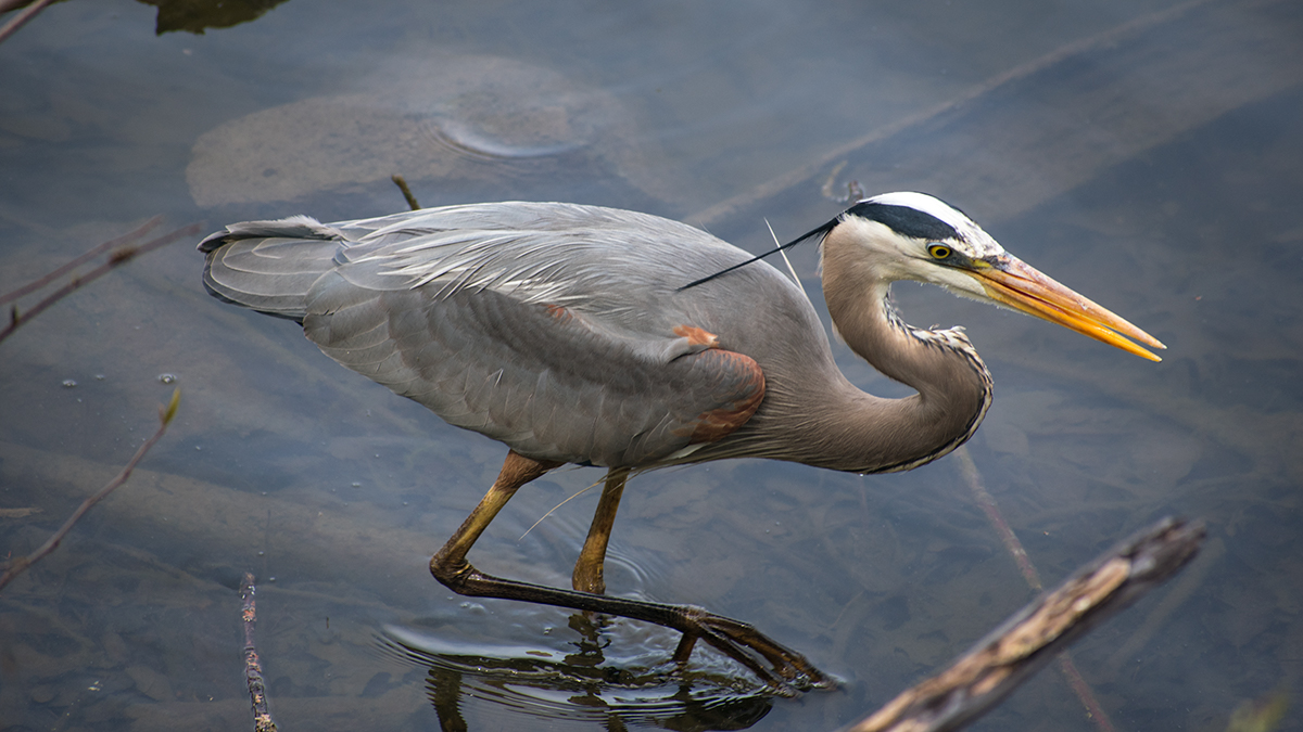 Great Blue Heron