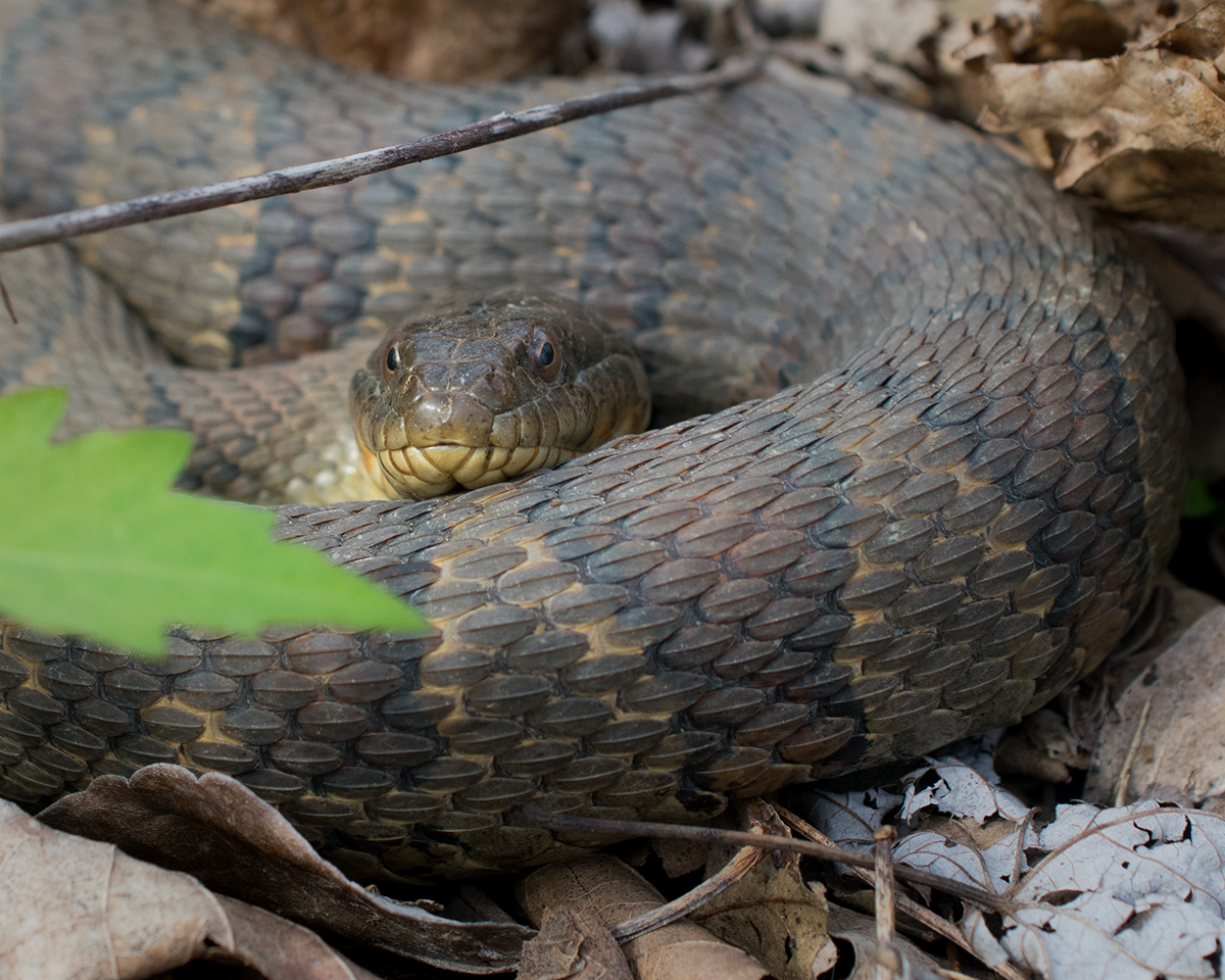 Midland Water Snake