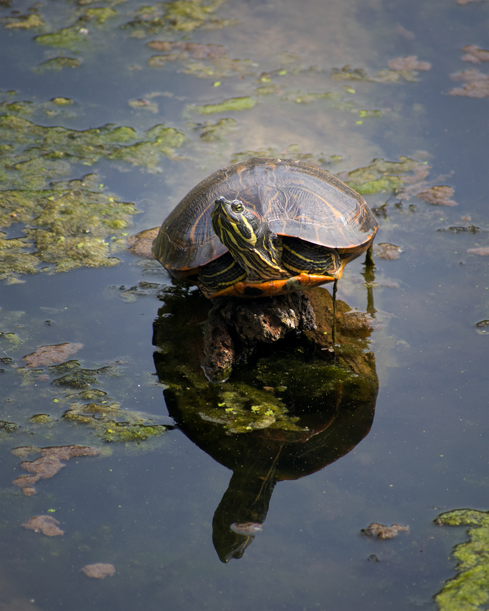 Red-Eared Slider