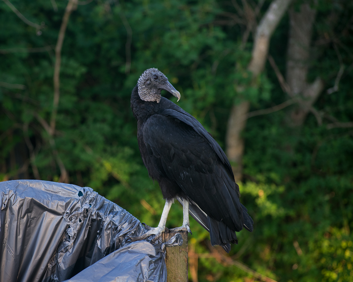 Black Vulture