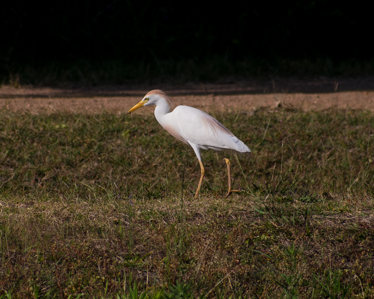 Cattle Egret