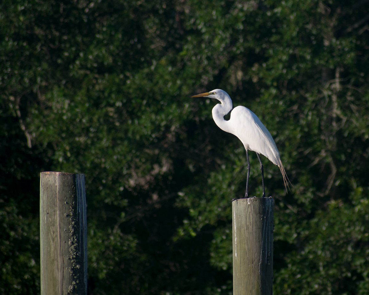 Great Egret