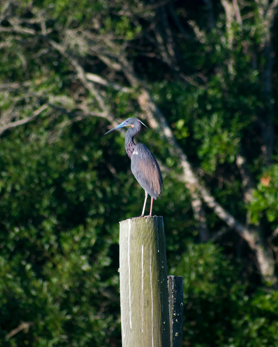 Tricolored Heron