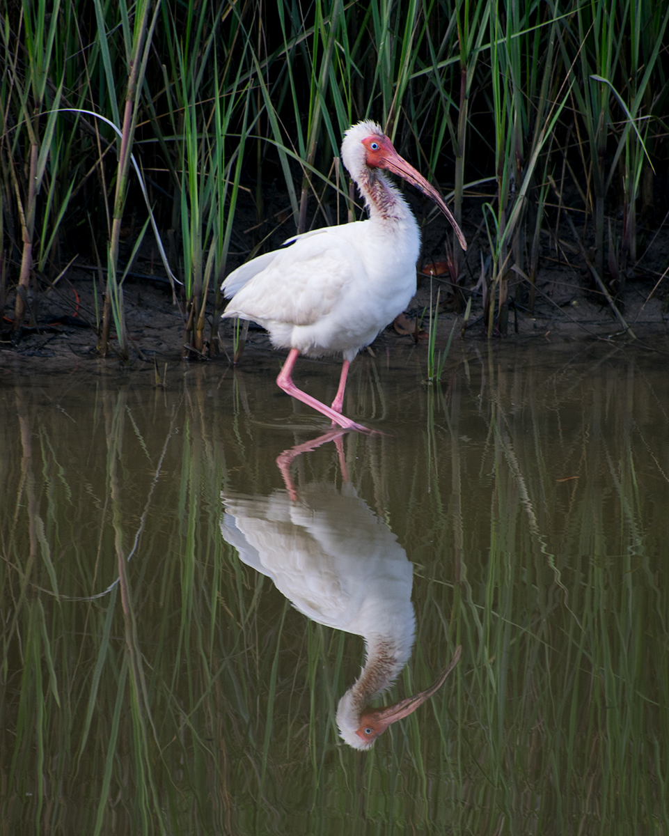 White Ibis