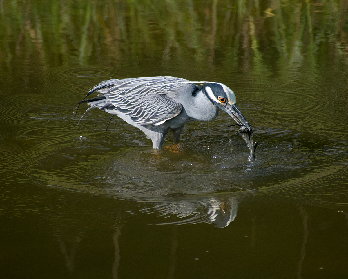 Yellow-Crowned Night Heron